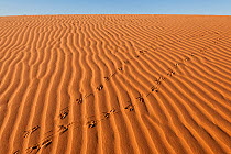 Sand dunes and footprints in the Simpson desert regional reserve, South Australia, Australia