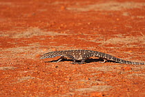 Juvenile Perentie monitor lizard (Varanus gigantus) walking through desert, South Australia, Australia