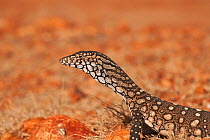 Juvenile Perentie monitor lizard (Varanus gigantus) South Australia, Australia
