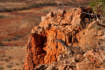 Juvenile Perentie monitor lizard (Varanus gigantus) on rocks in outback, South Australia, Australia
