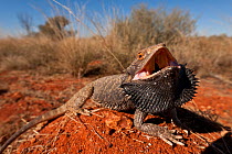 Central Bearded Dragon (Pogona vitticeps) with mouth open for thermoregulation. South Australia
