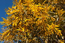Yellow Wattle (Acacia sp) flowers in Australian outback, Queensland, Australia