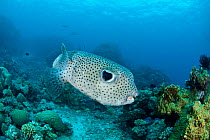 Pufferfish (Diodon hystix) Great Barrier Reef, Queensland, Australia
