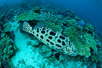 Potato cods (Epinephelus tukula) Great Barrier Reef, Queensland, Australia