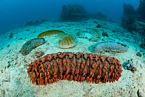 Various sea cucumbers including (Thelonota anax) on sandy sea floor. Sea cucumber  in foreground, Great Barrier Reef, Queensland, Australia