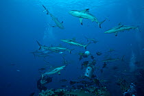 Sharks, mainly grey reef sharks (Carcharinus amblyrhynchos) feed at bait, North Horn, Osprey Reef, Coral Sea, January