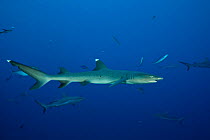 Whitetip reef shark (Triaenodon obesus) and Grey reef sharks (Carcharhinus amblyrhynchos) Great Barrier Reef, Queensland, Australia