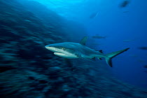 Grey reef sharks (Carcharhinus amblyrhynchos) in Great Barrier Reef, Coral Sea, Queensland, Australia