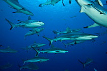 RF- Grey reef sharks (Carcharhinus amblyrhynchos) in Great Barrier Reef, Coral Sea, Queensland, Australia. (This image may be licensed either as rights managed or royalty free.)