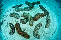 Sea cucumbers {Thelonota anax} on sandy sea floor. Great Barrier Reef, Queensland, Australia