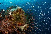 Shoal of Glassy sweepers (Pempheris schomburgki) and anthias on coral reef, Great Barrier Reef