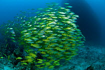 Shoal of Blueline snappers (Lutjanus kasmira) mixed with bigeye snappers, (Lutjanus lutjanus) Great Barrier Reef, Australia
