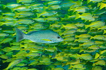 RF-  School of Bigeye snapper (Lutjanus lutjanus) with one Blacktail Snapper (Lutjanus fulvus) in foreground,  Great Barrier Reef, Australia. (This image may be licensed either as rights managed or ro...
