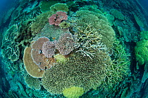 Acropora table and staghorn coral reef, Great Barrier Reef, Australia