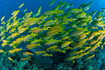 A school of Bigeye snapper {Lutjanus lutjanus}, mixed with Yellowfin goatfish (Mulloidchthys vanicolensis) Great Barrier Reef, Australia