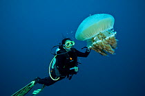 Diver with large jellyfish (Rhizostomae sp) which hosts juvelile mackerels, Great Barrier Reef, Queensland, Australia, January 2012 Model Released