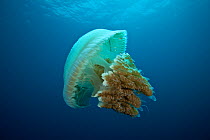 Large jellyfish (Rhizostomae sp) which hosts juvelile mackerels, Great Barrier Reef, Queensland, Australia