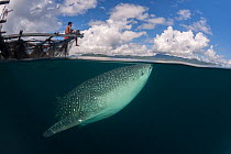Whale shark (Rhincodon typus) near a fishing device called Bagan, a stationary outrigger boat, with a net between outriggers and strong light at night to attract anchovies and scad. The whale sharks a...