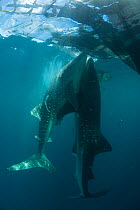 Whale shark (Rhincodon typus) near a fishing device called Bagan, a stationary outrigger boat, with a net between outriggers and strong light at night to attract anchovies and scad. The whale sharks a...
