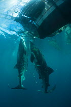 Whale shark (Rhincodon typus) near a fishing device called ?Bagan?, a stationary outrigger boat, with a net between outriggers and strong light at night to attract anchovies and scad. The whale sharks...