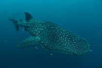 RF- Whale shark (Rhincodon typus)  Cenderawasih Bay, Papua Province, Indonesia. Vulnerable species. (This image may be licensed either as rights managed or royalty free.)