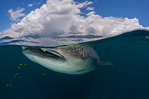 Whale shark (Rhincodon typus) at surface, Cenderawasih Bay, Papua Province, Indonesia