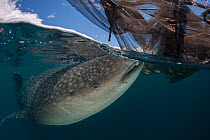 Whale shark (Rhincodon typus) feeding on fish near a fishing device called ?Bagan?, a stationary outrigger boat, with a net between outriggers and strong light at night to attract anchovies and scad....