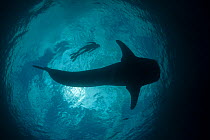 Whale shark (Rhincodon typus) viewed from below, with Snell's Window affect, and diver Cenderawasih Bay, Papua Province, Indonesia, April 2012