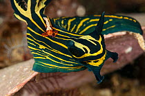 Nudibranch (Tambja afinis) with a Imperator commensal shrimp (Periclimenes imperator / Zenopontonia rex) hitchhicker, Raja Ampat, West Papua, Indonesia