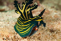 Nudibranch (Tambja afinis) with a Imperator commensal shrimp (Periclimenes imperator / Zenopontonia rex) hitchhicker, Raja Ampat, West Papua, Indonesia