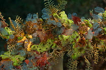 Tunicates, Raja Ampat, West Papua, Indonesia  Raja Ampat, West Papua, Indonesia
