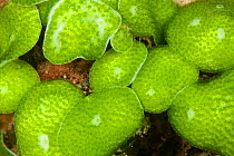Bright green Tunicates, Raja Ampat, West Papua, Indonesia