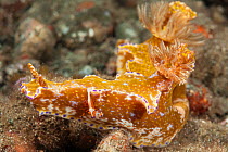 Nudibranch (Ceratosoma teneu) with a Imperator commensal shrimp (Periclimenes imperator / Zenopontonia rex) hitchhicker Raja Ampat, West Papua, Indonesia