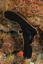 Juvenile Pinnate batfish (Platax pinnatus) Raja Ampat, West Papua, Indonesia