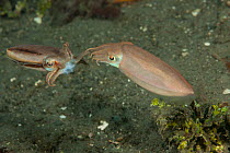 Pygmy cuttlefish pair (Sepia bandensis) Raja Ampat, West Papua, Indonesia