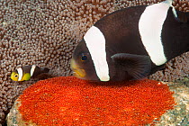 Clark's Anemonefish (Amphiprion clarkii) tending to her eggs Raja Ampat, West Papua, Indonesia