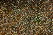 Clark's Anemonefish eggs (Amphiprion clarkii) Raja Ampat, West Papua, Indonesia