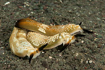Seaslugs (Plakobranchus ocellatus) Raja Ampat, West Papua, Indonesia