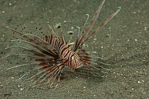 Lionfish (Pterois sp) from Batanta Island,  Raja Ampat Islands in Papua province, Indonesia.