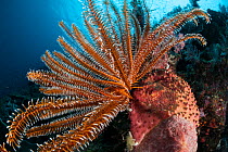 Crinoids on fan corals in Raja Ampat coral reef, Raja Ampat, West Papua, Indonesia