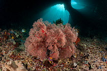 Gorgonian (Gorganacea) fan corals,. Raja Ampat, West Papua, Indonesia