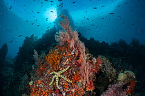 Raja Ampat coral reef with sea-star, Raja Ampat, West Papua, Indonesia