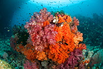 Soft corals (Alcyonacea) and Ox-heart ascidians(Polycarpa aurata).  Raja Ampat coral reef. Raja Ampat, West Papua, Indonesia