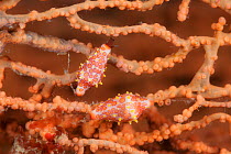 Allied cowrie (Ovulidae) on a gorgonian fan coral. Raja Ampat, West Papua, Indonesia