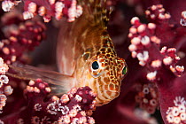 Spotted Hawkfish (Cirrhitichthys oxycephalus) on soft coral. Raja Ampat, West Papua, Indonesia