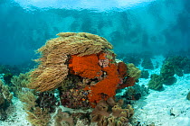 Raja Ampat coral reef, West Papua, Indonesia