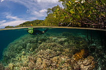 Coral reef split level with mangroves and snorkeller. Raja Ampat, West Papua, Indonesia, February 2012
