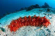 Red-Lined Sea Cucumber (Thelenota rubralineata) Raja Ampat, West Papua, Indonesia