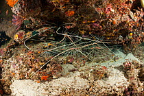 Dozens of spiny lobsters (Panulirus versicolor) in hole, Raja Ampat, West Papua, Indonesia