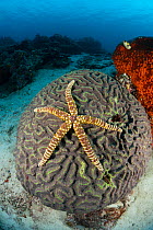 Thick-skinned Sea Star (Echinaster callosus) on brain coral, Raja Ampat, West Papua, Indonesia
